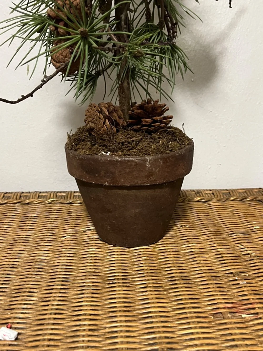 West Elm Faux Potted Pine Tree with pinecones.  Approx. 3ft.
